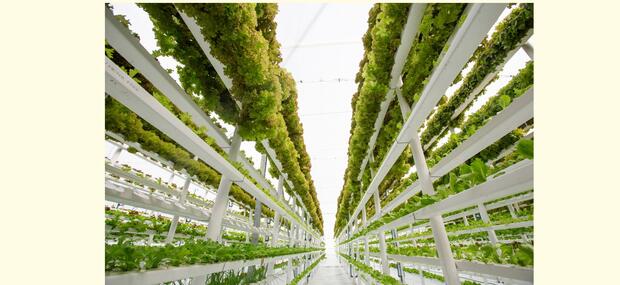 Vertical Farming