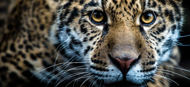 Jaguar.