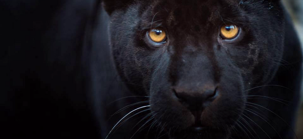 Sort jaguar.