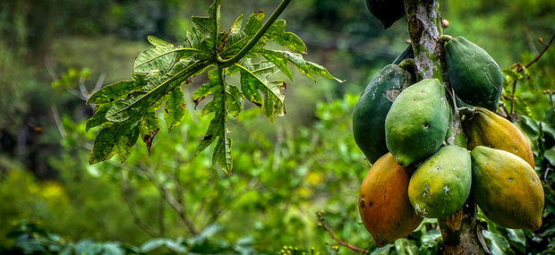Papaya.