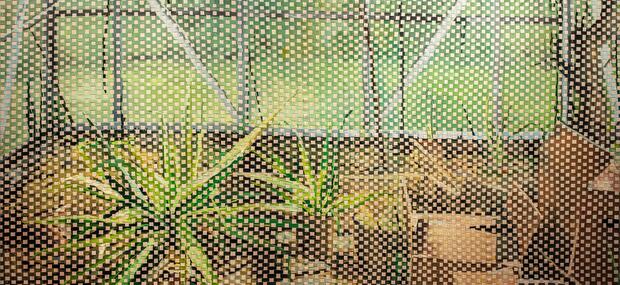 Ditte Ejlerskov (f. 1982). Bent's Greenhouse Weave, 2019. Olie på to lærreder (sammenvævet), 170 x 190 cm. Vendsyssel Kunstmuseum