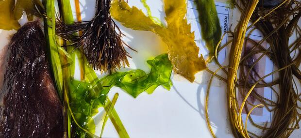 Tangsafari med naturskolen