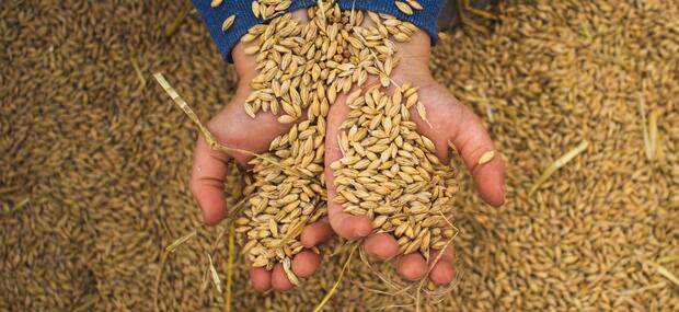 Børnehænder der graver i en masse korn, og viser kornet frem til kameraet.