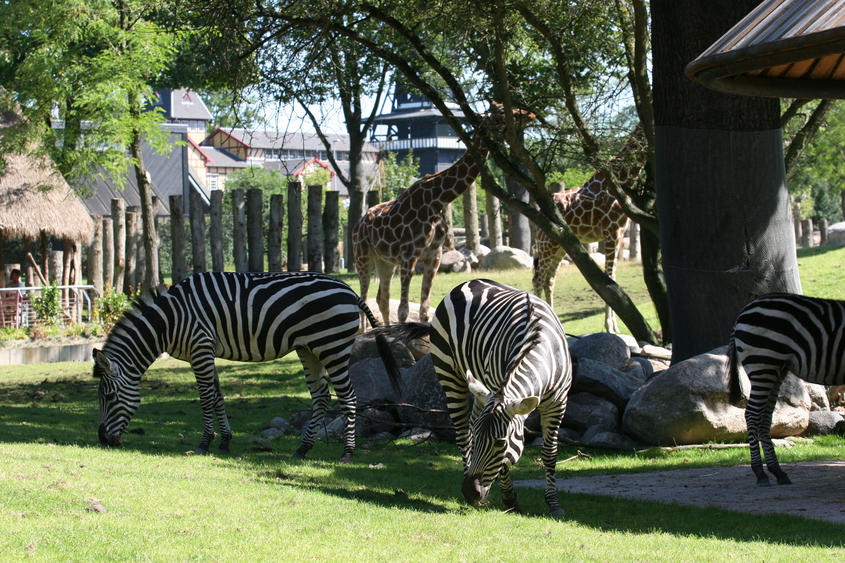 skoletjenesten undervisningstilbud Zoologiske have