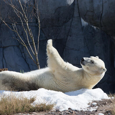 Evolution og tilpasning