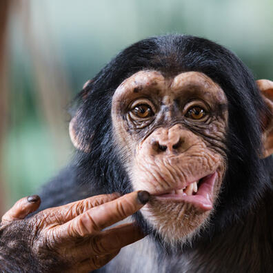 Faderskabsanalyse af chimpanseungerne