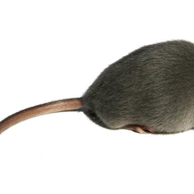 Genetik og arvelighed