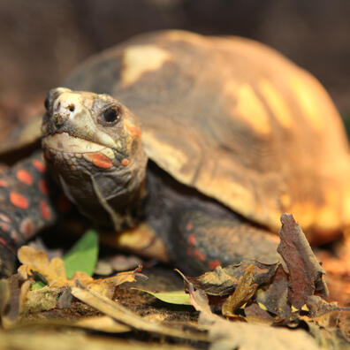 Matematik i Zoo 3. - 4. klasse