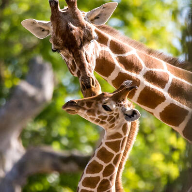 Tilpasninger til Afrikas savanne