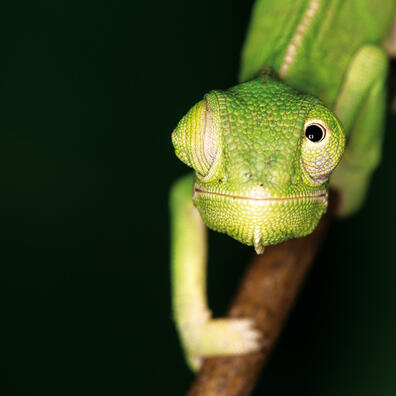 Tilpasninger til regnskoven