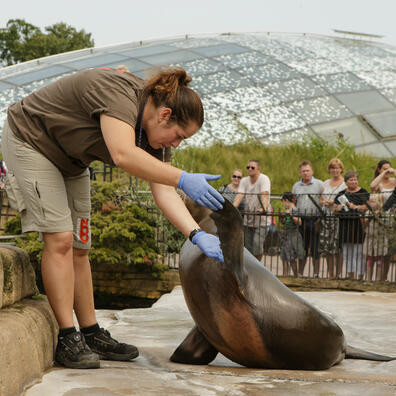 Zoo som arbejdsplads