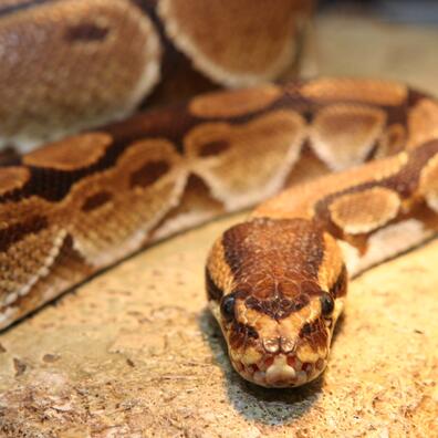 Evolution og klassifikation