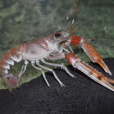 kryb og kravl på havets bund