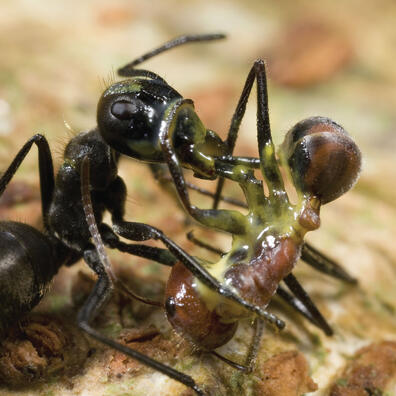 Insekter og andet kryb og kravl