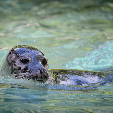 Sælforsker for en dag