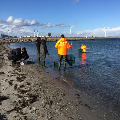 Naturcenter Amager Strand