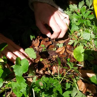 Krible krable i skovbunden