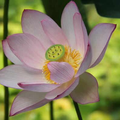 Lotus i væksthusene