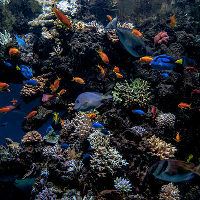 Koralrevene - klonerne kommer