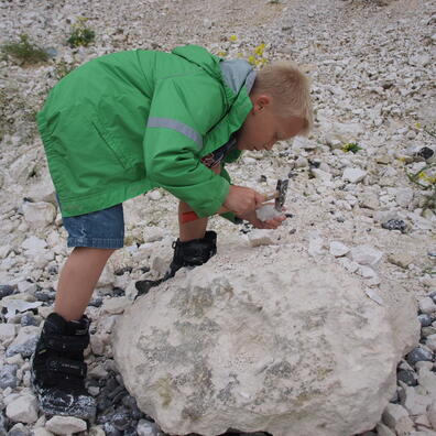 På fossiljagt i Faxe Kalkbrud