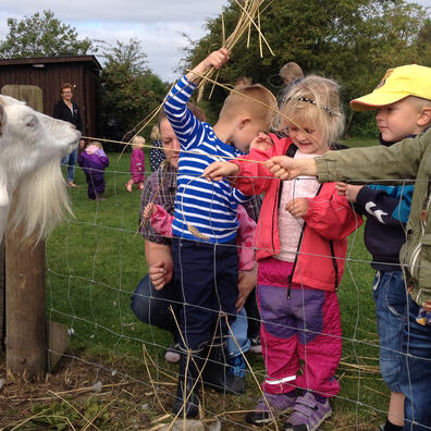 Det er altid populært at fodre museets dyr; her får geden Mary lidt lækkert.