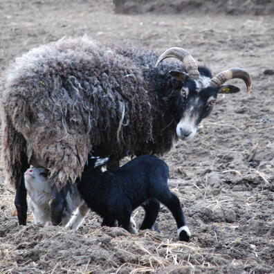 Gutefåret er en af de racer, der er tættest på Jernalderens fårerace.