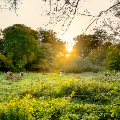 Karen Blixens Fuglereservat