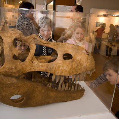 Skelethoved på Geologisk museum