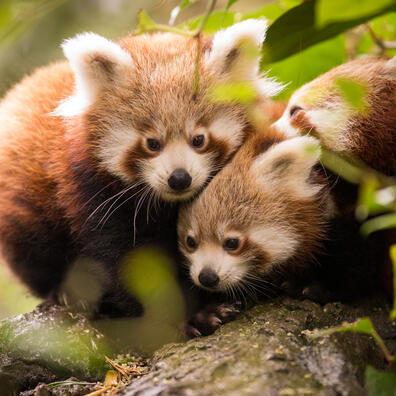 Rød panda