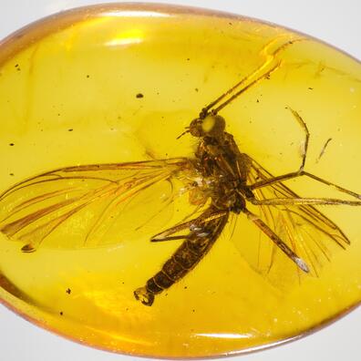 Baltisk rav, 34-48 millioner år gammelt med Svampemyg med parasitisk mide