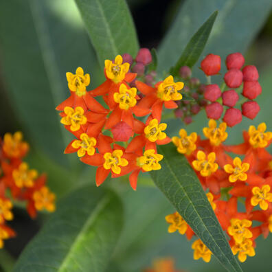 Oplev evolutionen i væksthusene