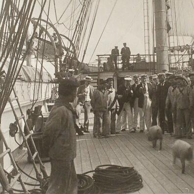 Fritid på dækket med grise