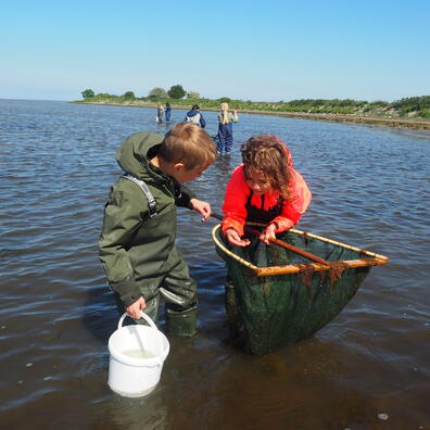 Undersøgelse af fjordens dyreliv