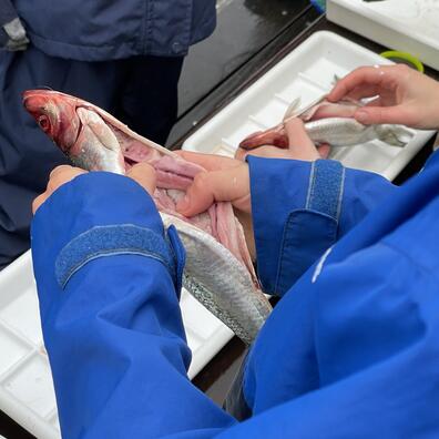 Sild der er åbnet op hvor kønsorganerne tydeligt ses