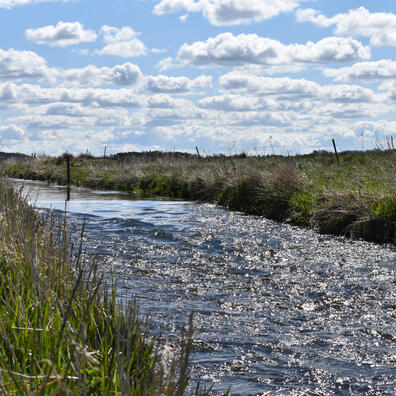 Simested å løber frisk afsted i museets eng.