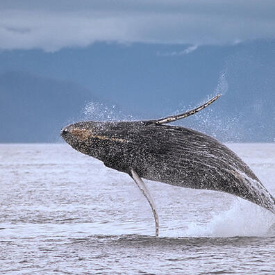 Pukkelhval som springer ud af vandet. 