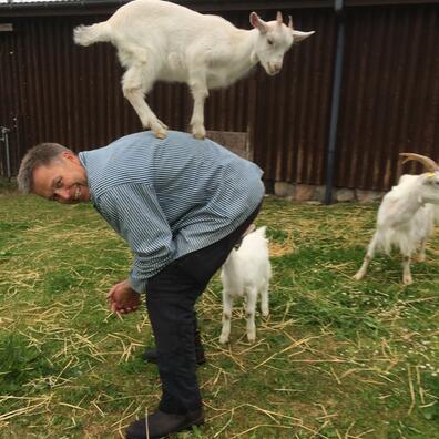 Var det noget at få et gedekid på ryggen? Det er en disciplin de små gedekid hurtigt lærer.
