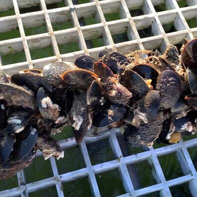 Muslinger dyrket i en strømpe