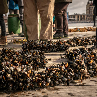 Havbønder til arbejdsdag på Bølgemarken, København