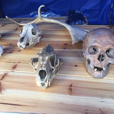 Forskellige kranier fra dyr og mennesker, der er en del af forløbet.
