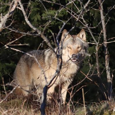 Ulv står bag et krat og kigger direkte i kameralinsen