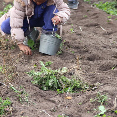 Jorden i kartoffelmarken undersøges.