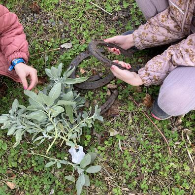 Hestesko, sten med huller og salvie.