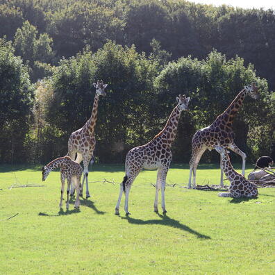 Giraffer på Savanne i Aalborg Zoo.