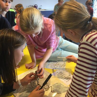 Eleverne sammenligner et fugle- og oldfugleskelet. 