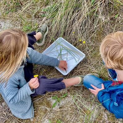 Børn undersøger planter