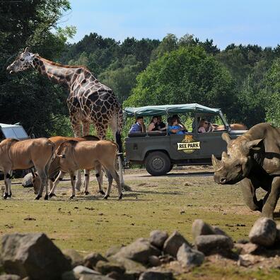 Safaritur på den afrikanske savanne