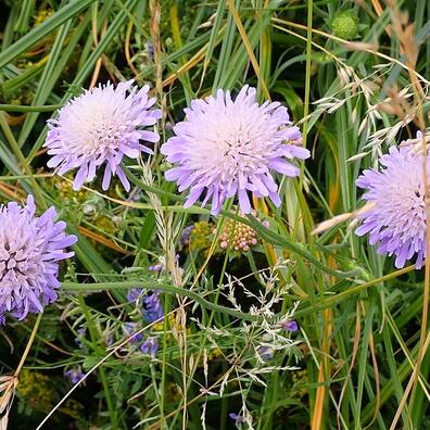 Blåhat - en af vores mest atraktive blomster i naturen for et utal af insekter.