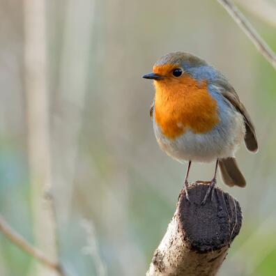 robin