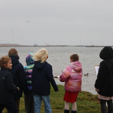 Fugle på Amager Strand